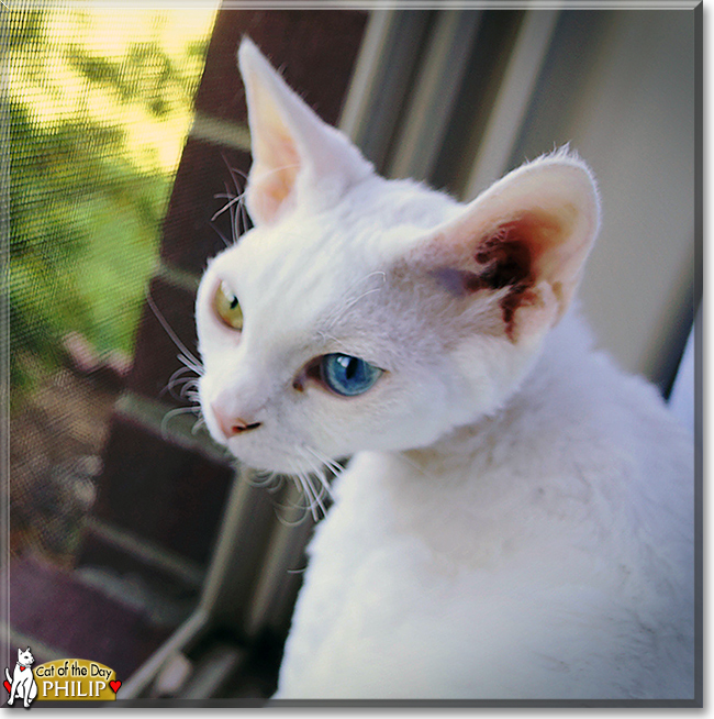 Philip the Devon Rex, the Cat of the Day