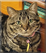 Zola the Domestic Shorthair Tabby