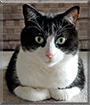 Cupcake the American Shorthair