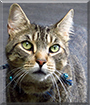 Buck the American Tabby Cat