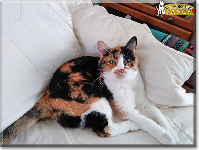 Fancy the Calico, the Cat of the Day