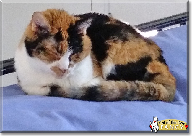 Fancy the Calico, the Cat of the Day