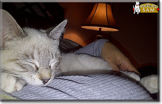 Sam the Siamese mix, the Cat of the Day