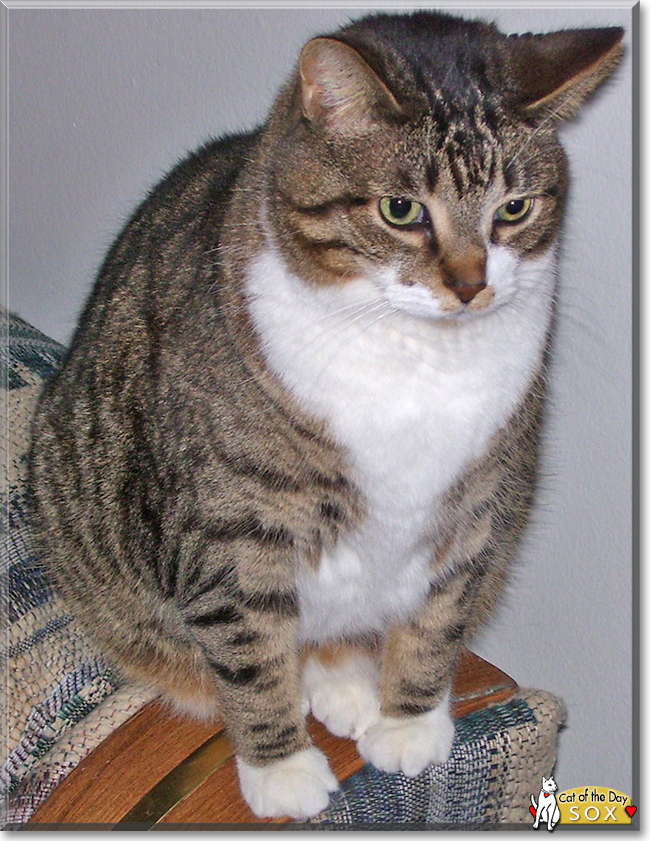 Sox the Tabby, the Cat of the Day