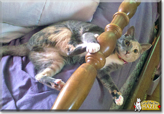 Hazel the Dilute Calico, the Cat of the Day