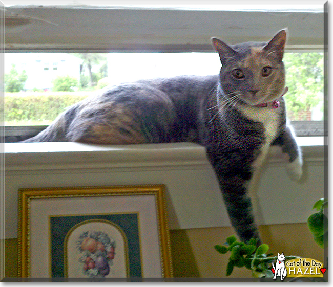 Hazel the Dilute Calico, the Cat of the Day