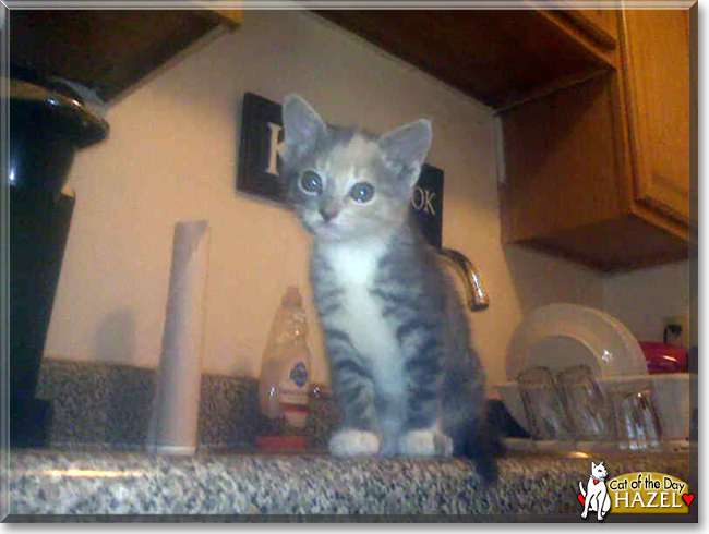 Hazel the Dilute Calico, the Cat of the Day