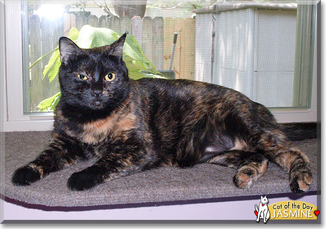 Jasmine the Tortoiseshell Shorthair, the Cat of the Day