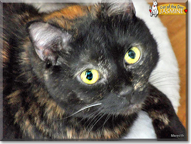 Jasmine the Tortoiseshell Shorthair, the Cat of the Day