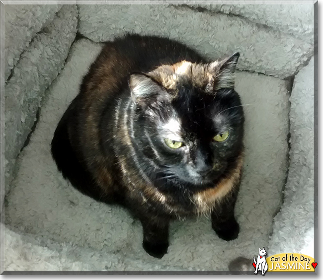 Jasmine the Tortoiseshell Shorthair, the Cat of the Day