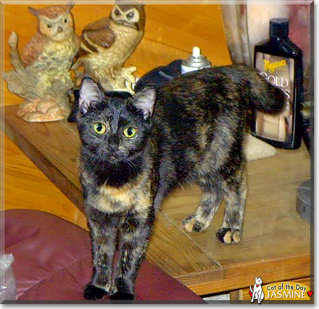 Jasmine the Tortoiseshell Shorthair, the Cat of the Day