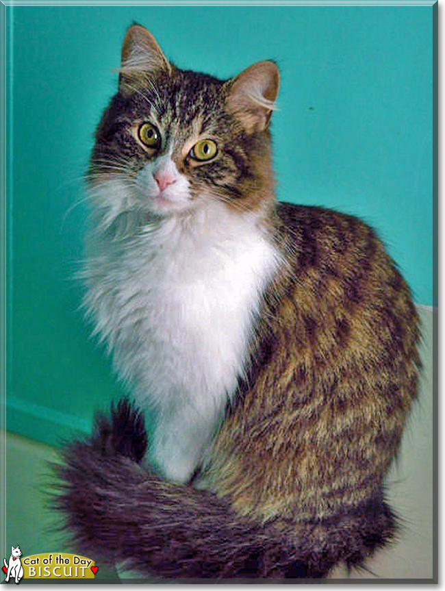 Biscuit the Domestic Longhair, the Cat of the Day