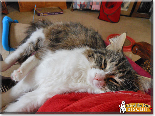 Biscuit the Domestic Longhair, the Cat of the Day