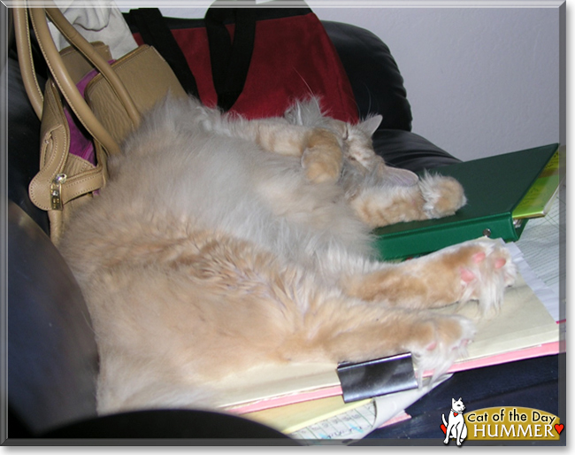 Hummer the Maine Coon, the Cat of the Day