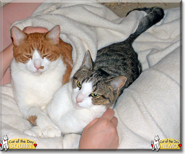 Nemo and Squirt the Shorthair Cats, the Cat of the Day