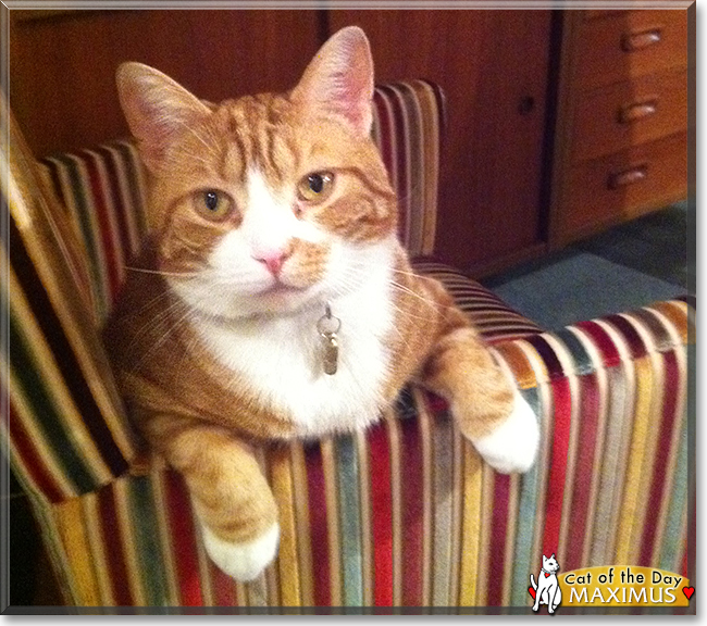 Maximus the Ginger Tabby, the Cat of the Day