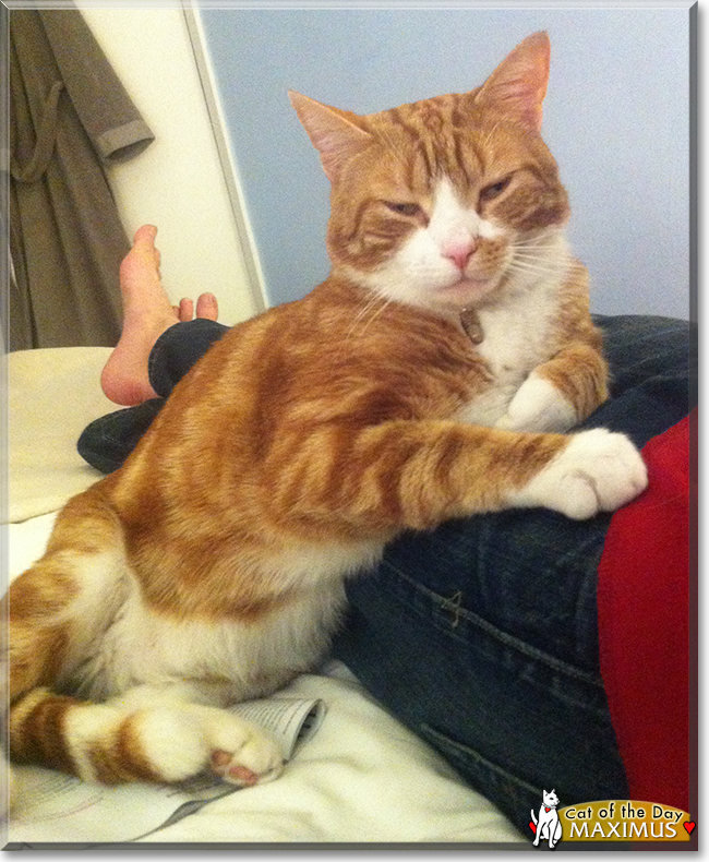 Maximus the Ginger Tabby, the Cat of the Day