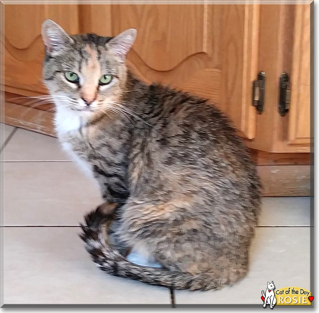 Rosie the Torbie Cat, the Cat of the Day