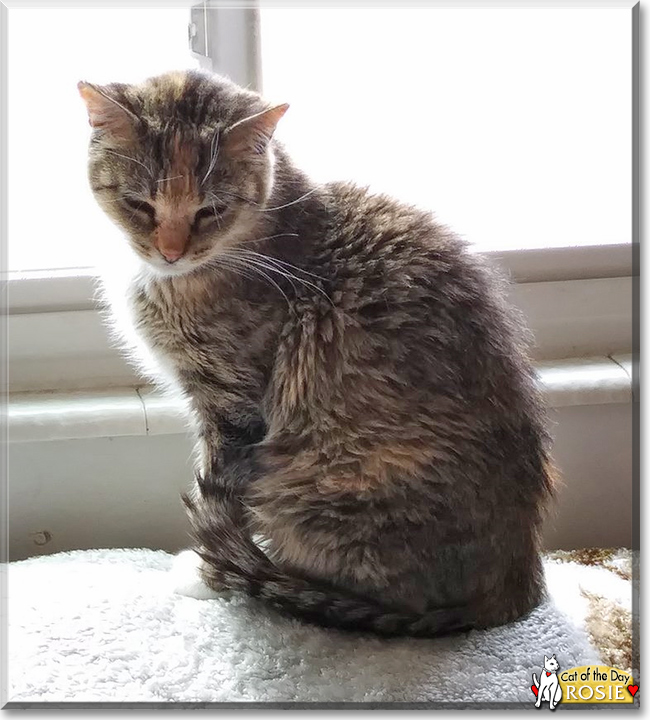 Rosie the Torbie Cat, the Cat of the Day