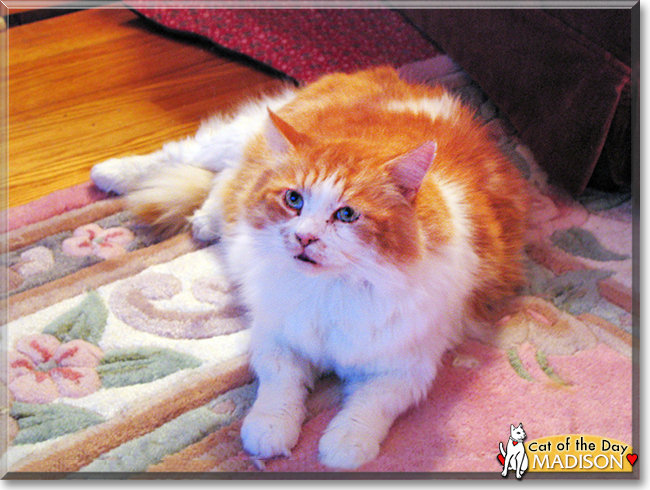 Madison the Domestic Longhair, the Cat of the Day