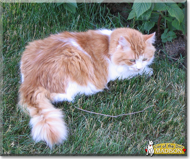 Madison the Domestic Longhair, the Cat of the Day