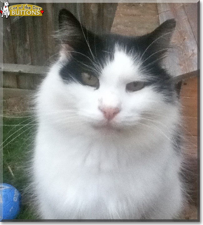 Buttons the Longhair Cat, the Cat of the Day