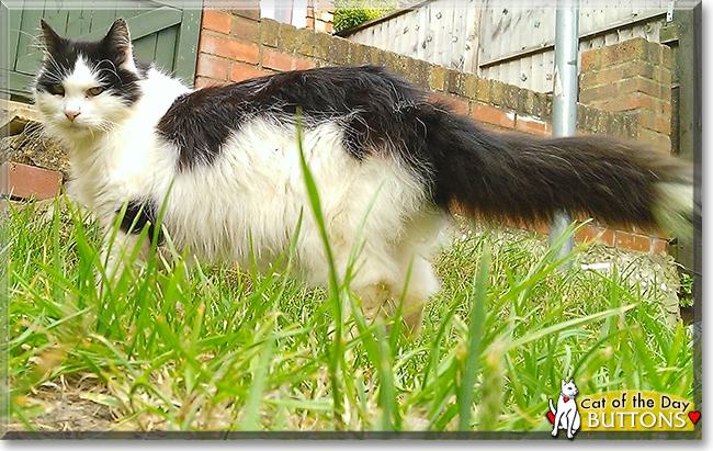 Buttons the Longhair Cat, the Cat of the Day