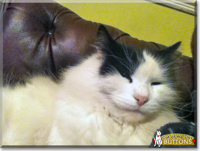 Buttons the Longhair Cat, the Cat of the Day