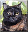 Jasmine the Tortoiseshell Shorthair