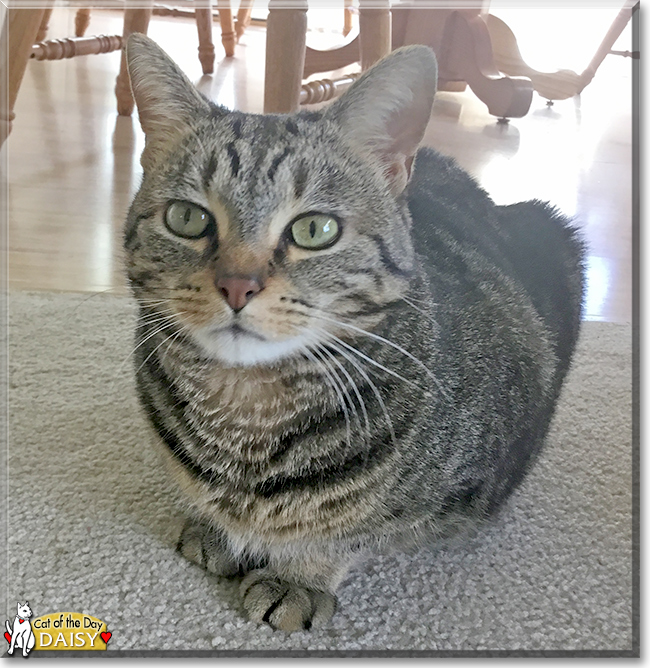 Daisy the Domestic Shorthair Tabby, the Cat of the Day