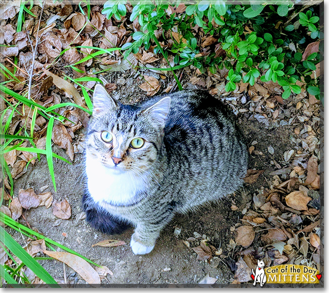 Mittens the Domestic Shorthair Tabby, the Cat of the Day