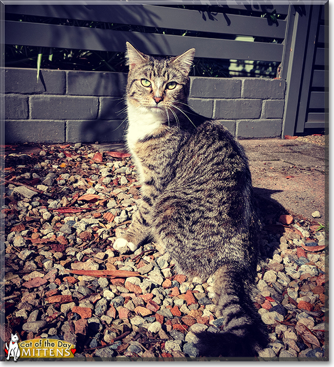 Mittens the Domestic Shorthair Tabby, the Cat of the Day