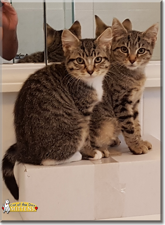 Mittens the Domestic Shorthair Tabby, the Cat of the Day