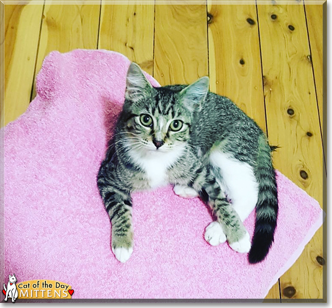 Mittens the Domestic Shorthair Tabby, the Cat of the Day