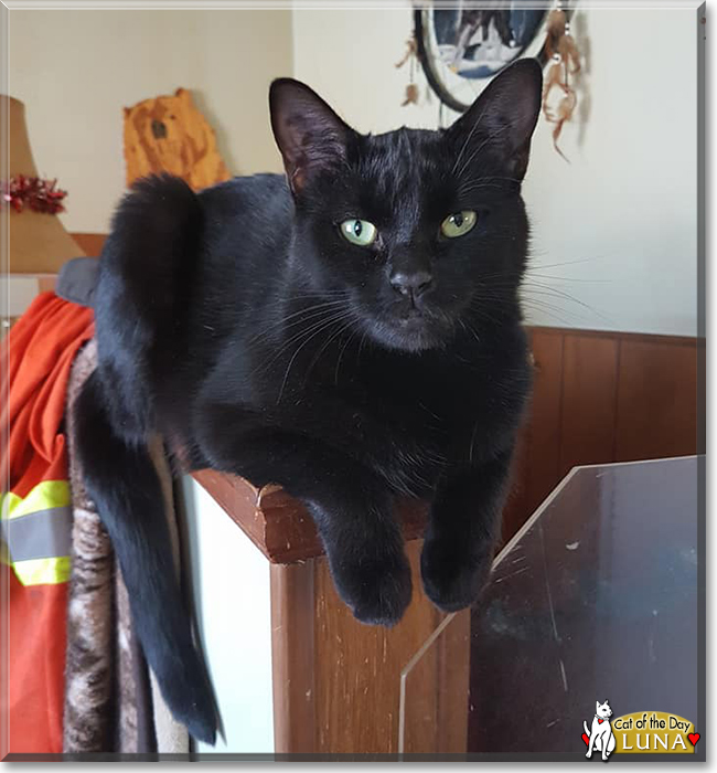 Luna the Black Cat, the Cat of the Day