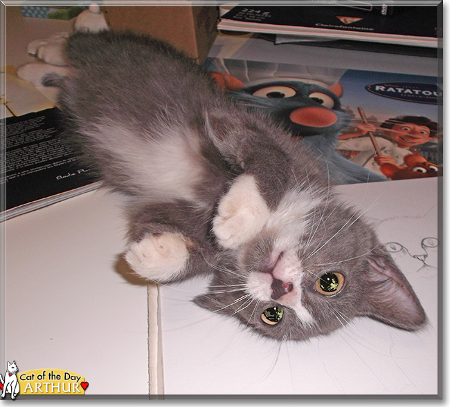 Arthur the European Shorthair, Chartreux mix, the Cat of the Day