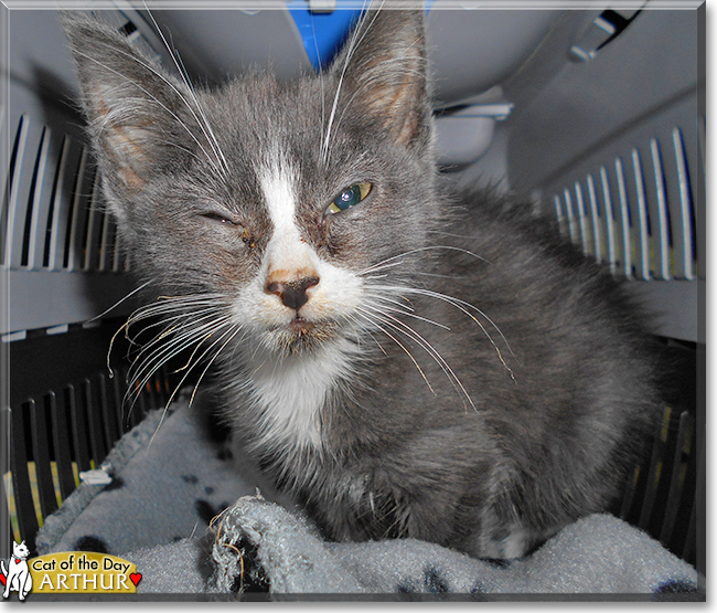 Arthur the European Shorthair, Chartreux mix, the Cat of the Day