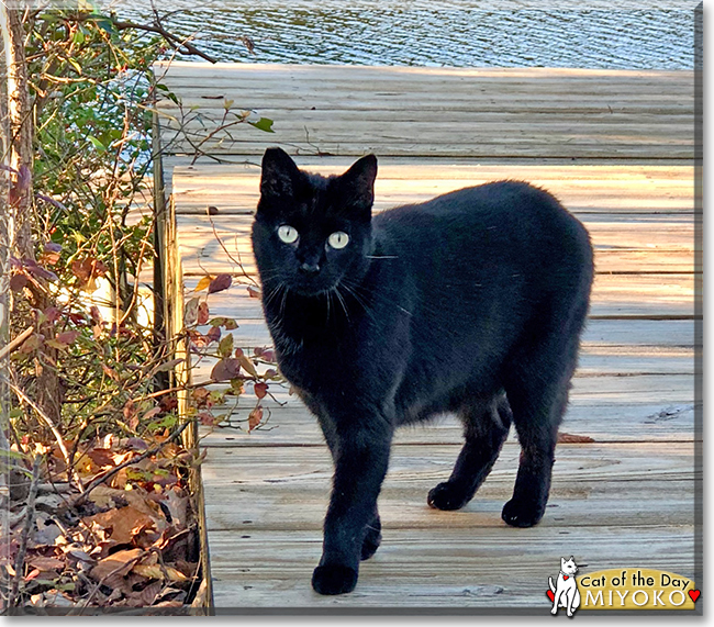 Miyoko the Domestic Shorthair, the Cat of the Day