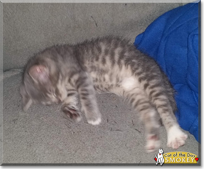 Smokey the Tabby, the Cat of the Day