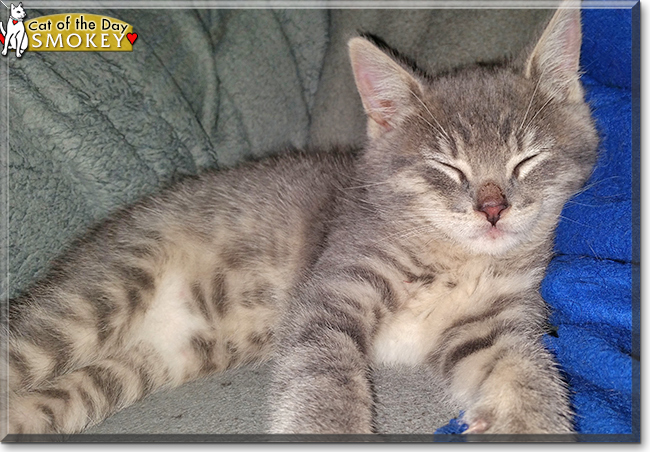 Smokey the Tabby, the Cat of the Day