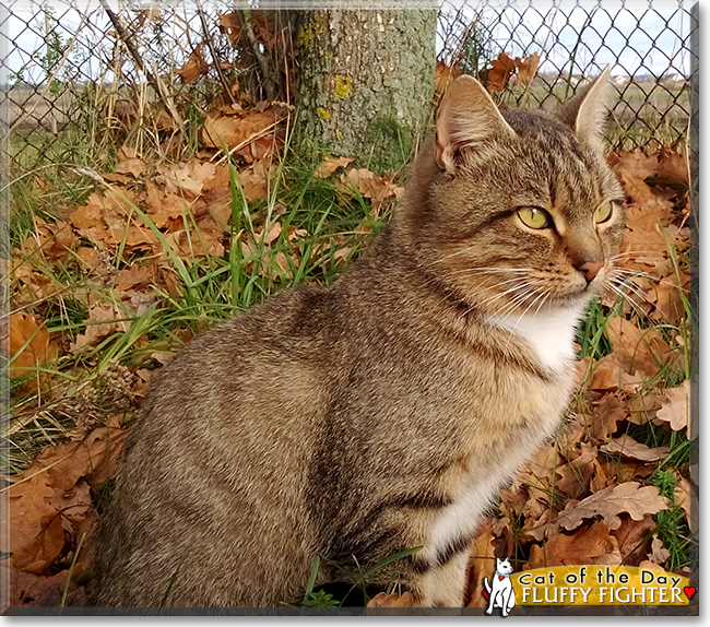 Fluffy Fighter the Tabby, the Cat of the Day