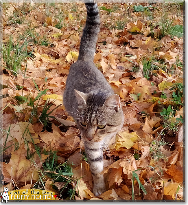 Fluffy Fighter the Tabby, the Cat of the Day