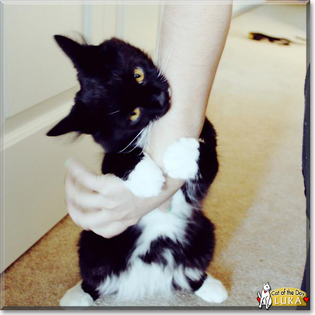 Luka the Tuxedo Cat, the Cat of the Day