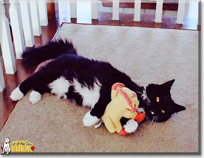 Luka the Tuxedo Cat, the Cat of the Day