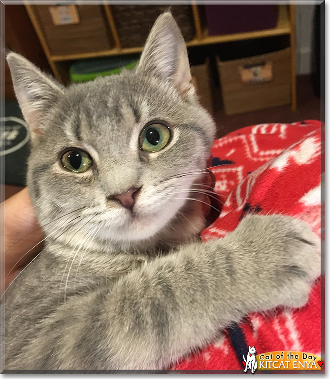 Kitcat Enya the Gray Tabby mix, the Cat of the Day