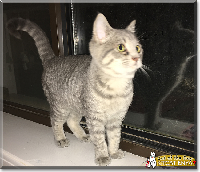 Kitcat Enya the Gray Tabby mix, the Cat of the Day