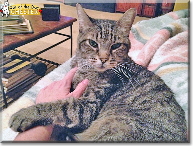 Chester the Tabby Shorthair, the Cat of the Day