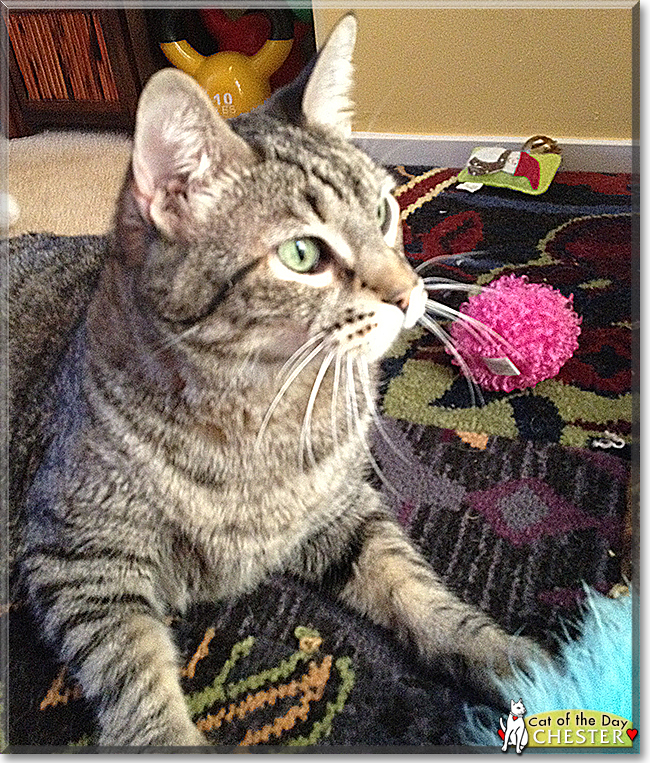 Chester the Tabby Shorthair, the Cat of the Day