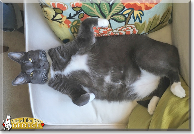 George the Tuxedo Cat, the Cat of the Day