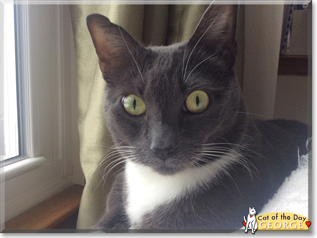 George the Tuxedo Cat, the Cat of the Day